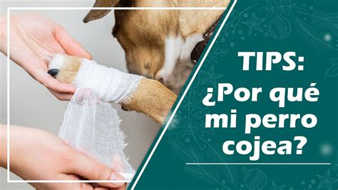 mi perro esta cojo|Mi perro cojea de una pata. Las 10 cosas que debes。